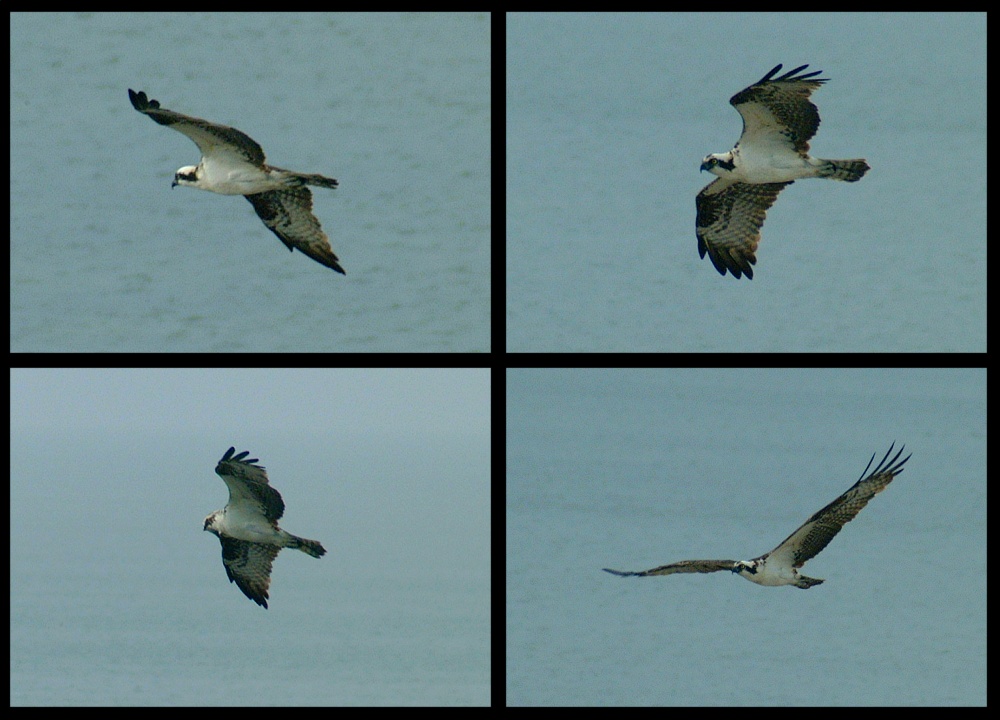 (14) osprey montage.jpg   (1000x720)   205 Kb                                    Click to display next picture